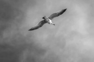 seagull, clouds, bird-7860410.jpg
